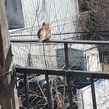House sparrow fledging. April 10 2023