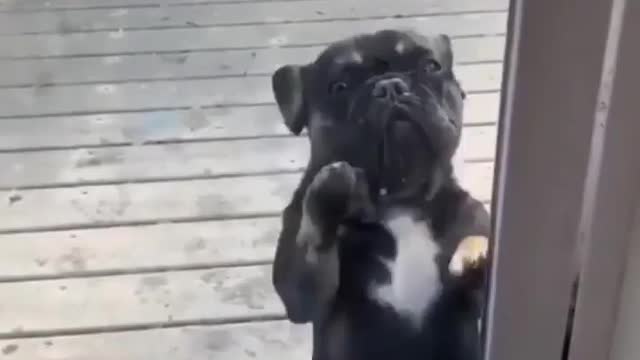 Doggy stops playing the moment his owner starts filming