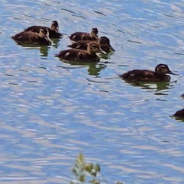 Cute little ducklings in a river with their mother / beautiful water birds.