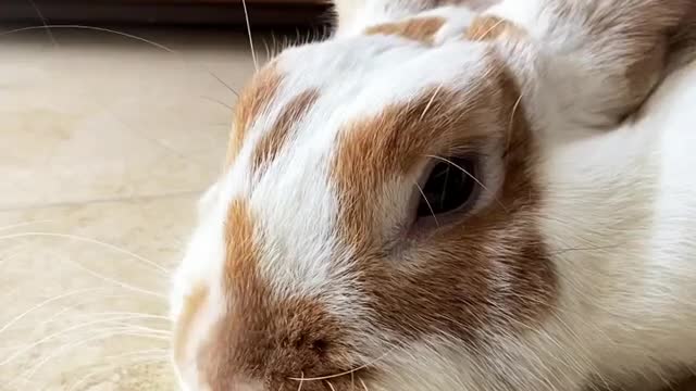 Cute rabbit video