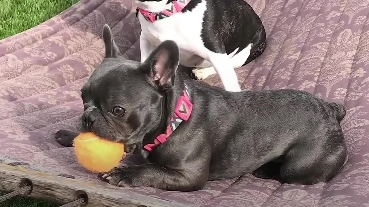 Teeny Tiny 'Imperfect' Puppy Is 100% Perfection | The Dodo Little But Fierce