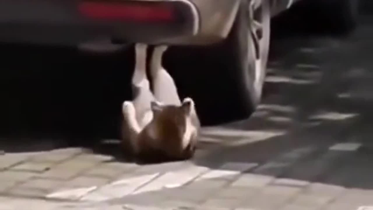 Cats foon