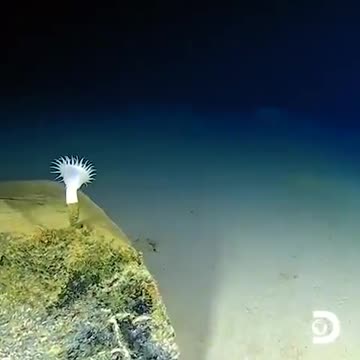 AT THE BOTTOM OF THE SEA