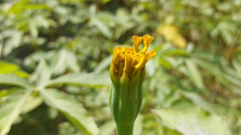 Flower growing process with photo