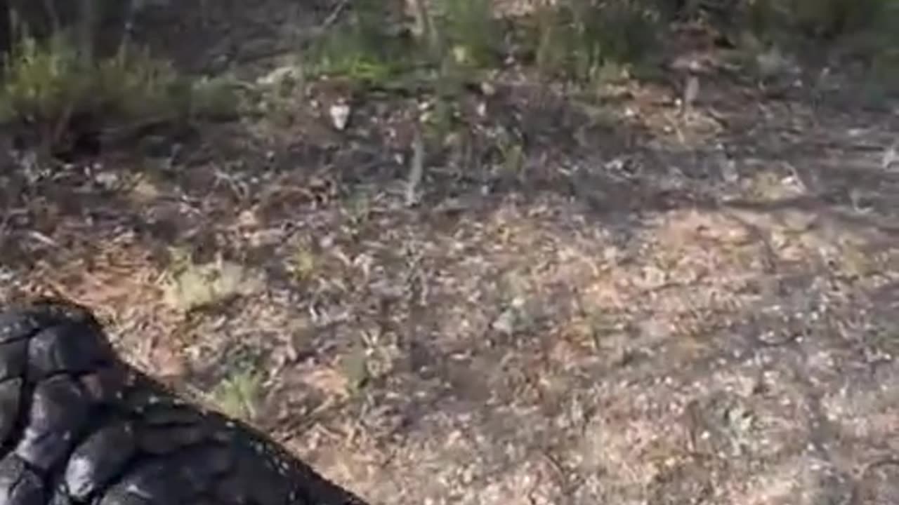 Man saves lizard in the down under