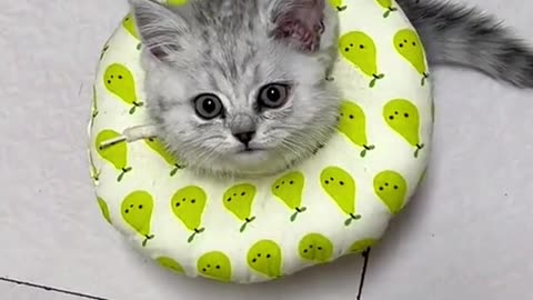 So Cute 🐱