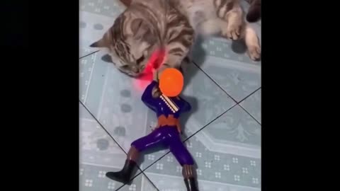 Cutest cat in the world / Gato mais fofo do Mundo