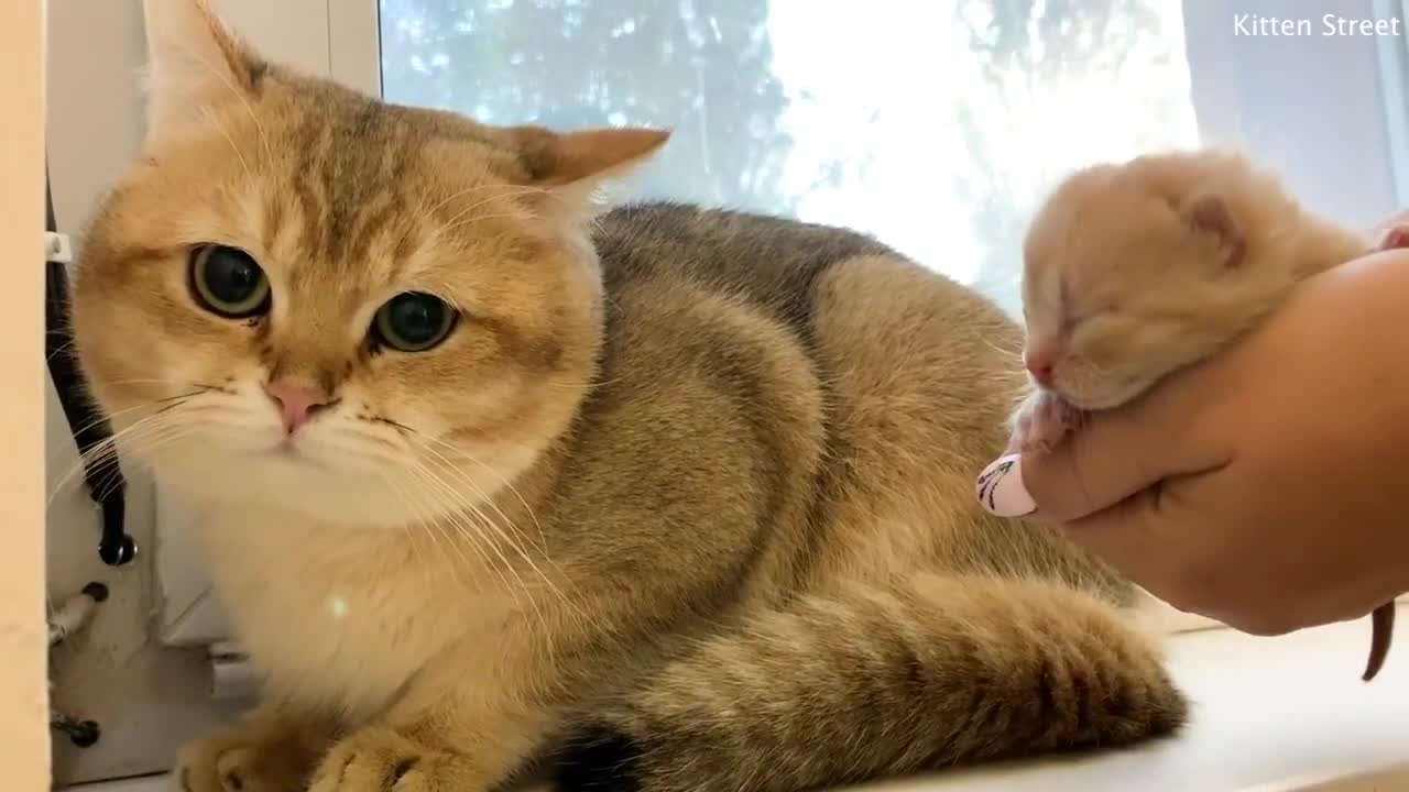 Daddy Cat Meets a Newborn Kitten Reaction