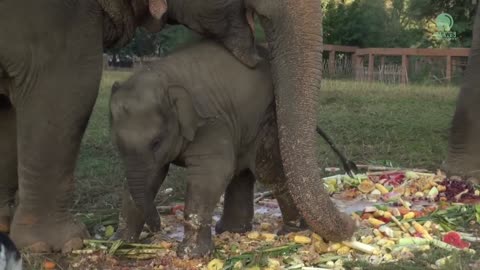 Baby Elephants At Play (P2)