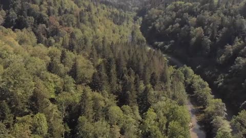 Small fishing video of Dame fario in the east of France on Dessoubre