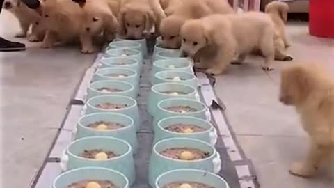 Muitos Cachorrinhos Fofinhos e Engraçados - 😍😍😍 QUE LINDOS!!! Qual vc quer