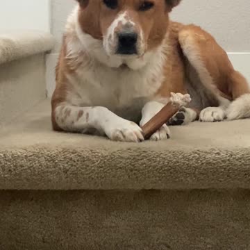 #MurphDocU: some #pet-dogs #meditate, some feel #jealousy....just like #humans