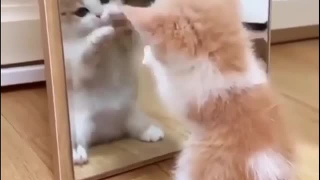 Kitten discovering himself in the Mirror for First time