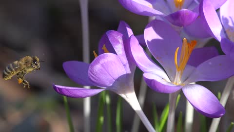 #Crocus#Crocus video# Animal video#
