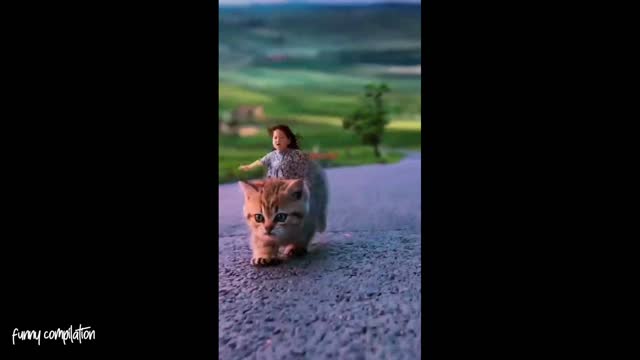 Funny videos compilation