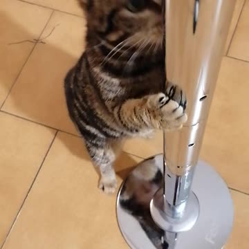 The cutest pole dancer