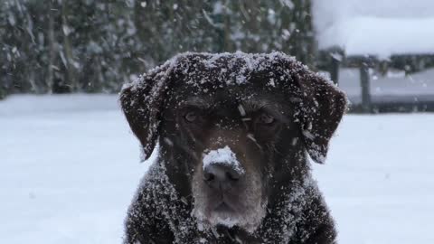 Puppy loves snowing on his head