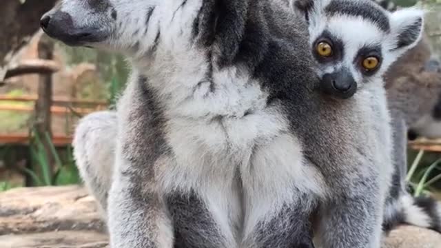 The lemur