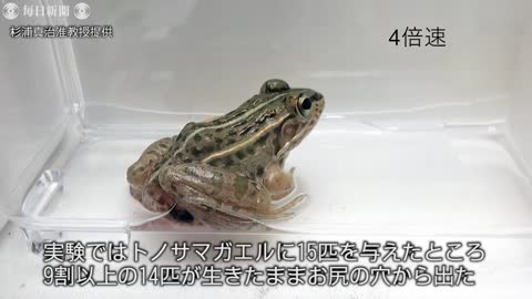 カエルのお尻の穴から脱出 水生昆虫「マメガムシ」