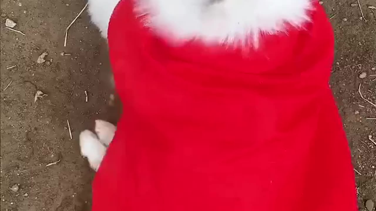 Dog video