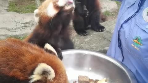 red pandas