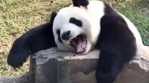 Panda_Funny_Moment_Videos_Compilation