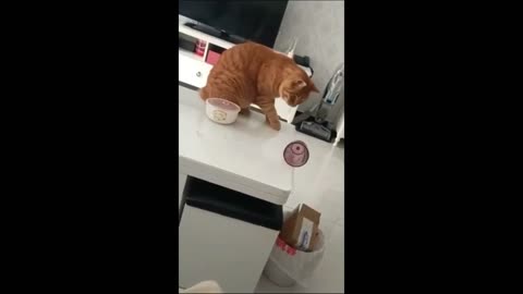 Funny animals videos