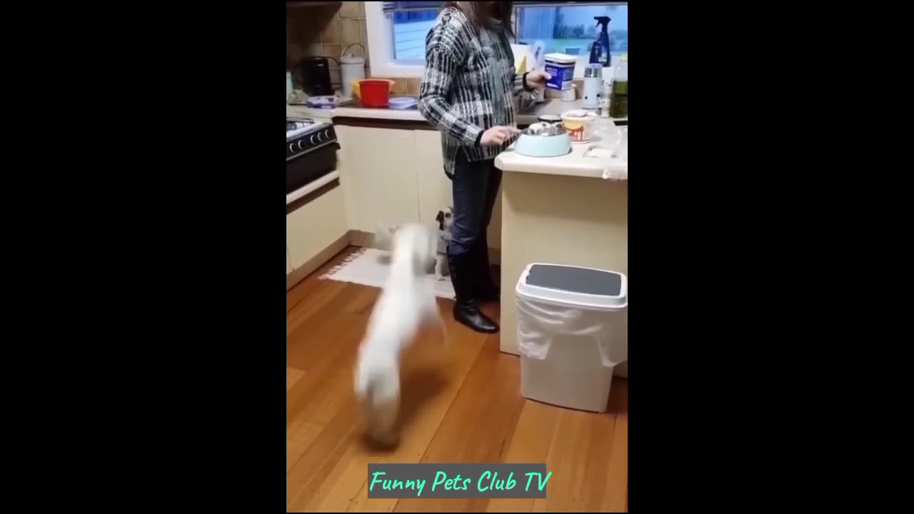 Funny Animal Videos 🤣 Funniest Cats and Dogs Videos 2024 😹🐶 #97