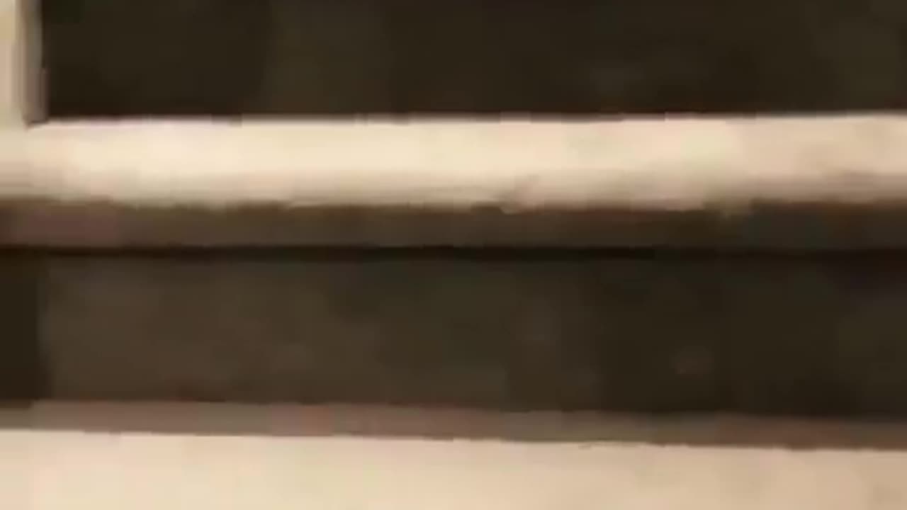 Cute Dog Tries Hand Standing Down the Stairs!