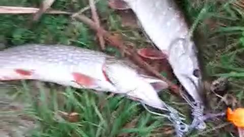 A friend caught a huge pike