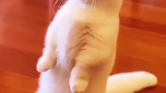 Cat comedy video |