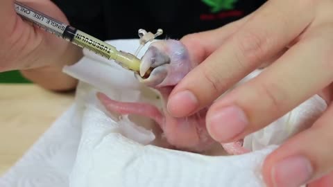 How baby macaw grows up | From the hatch until the eyes opened