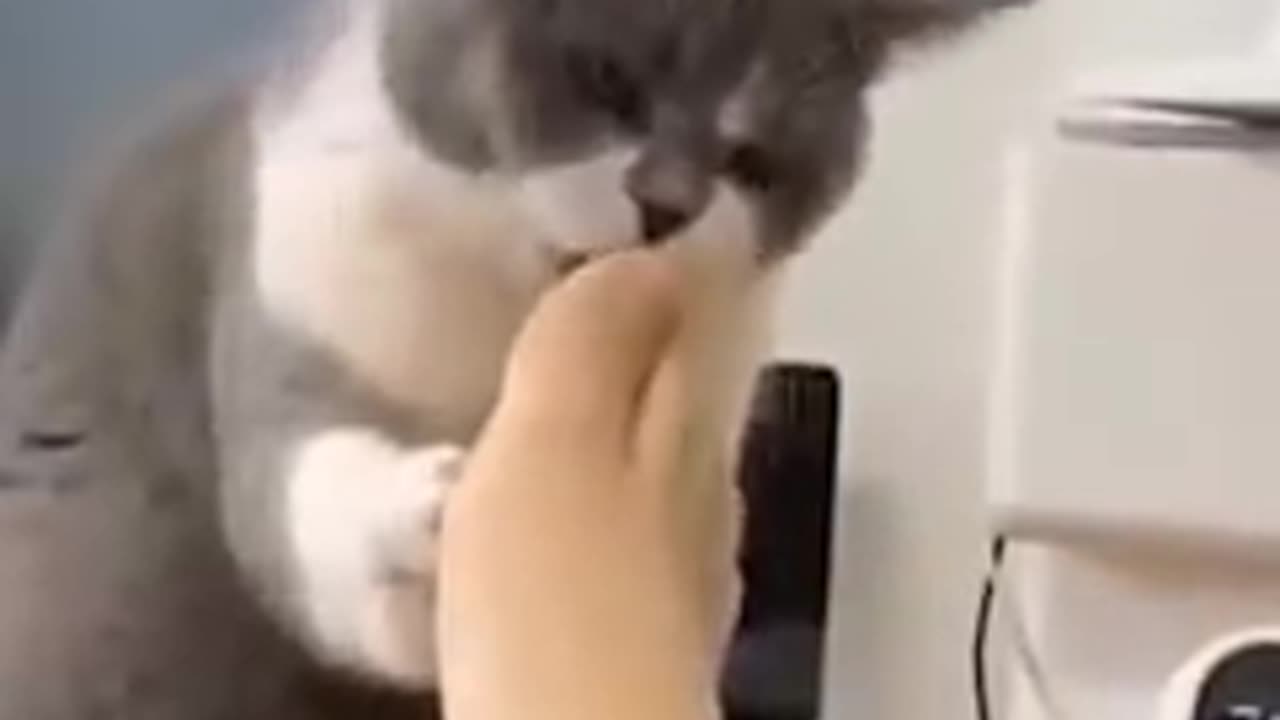 Funniest cats and dogs animals 😿😾😹 video