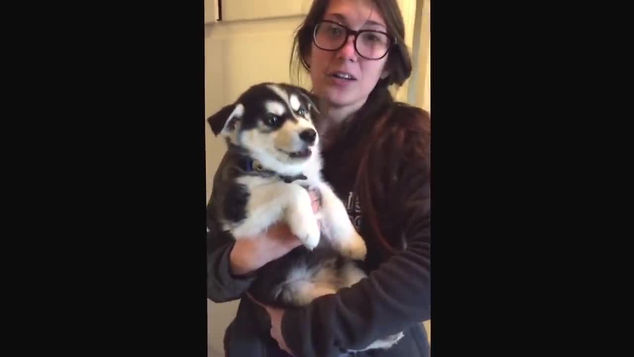 Talking husky puppy excited