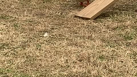 Duck Chases Goat Around the Farm