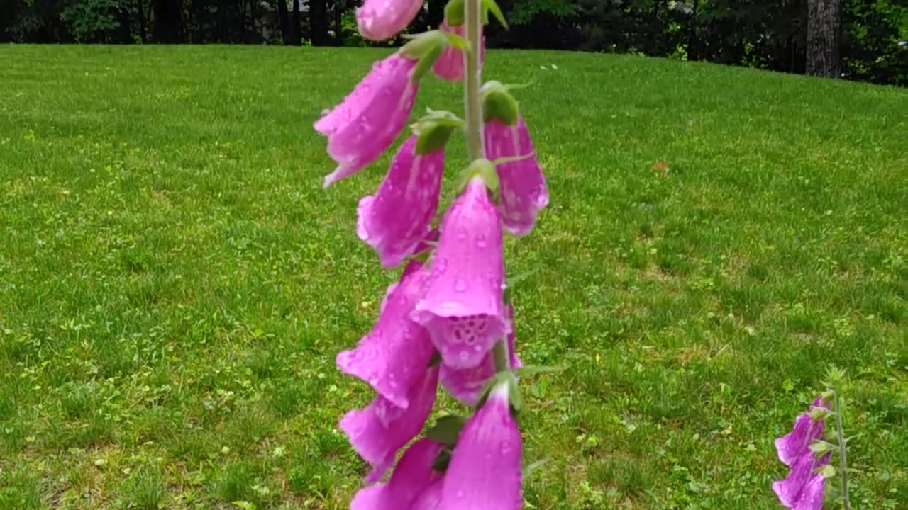 Foxgloves