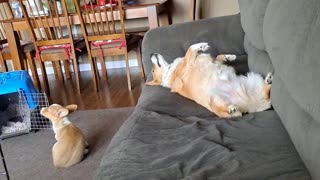 Corgis had enough