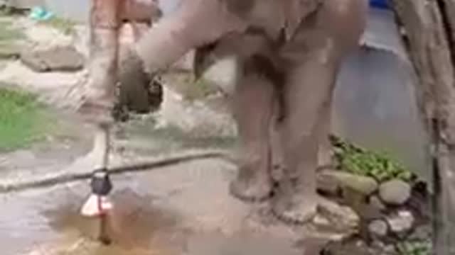 Thirsty elephants are drinking water by pressing the faucet itself