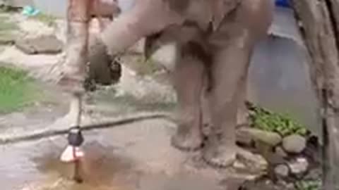 Thirsty elephants are drinking water by pressing the faucet itself