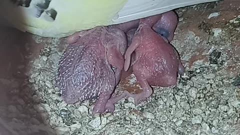 Australian Bird Childs