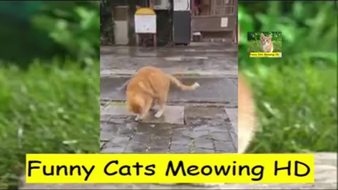 Cat 🐈 Funny Time