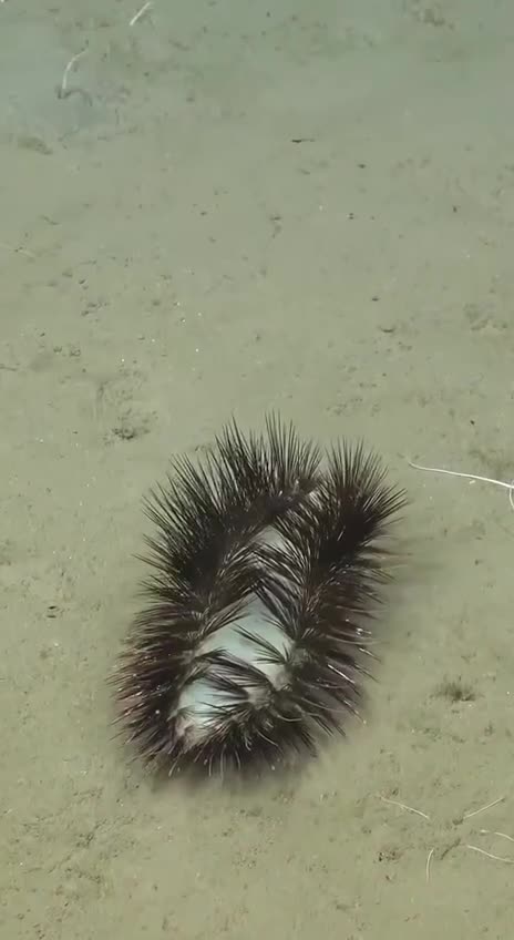 Polychaete is one creepy worm