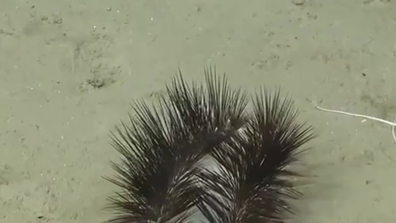 Polychaete is one creepy worm