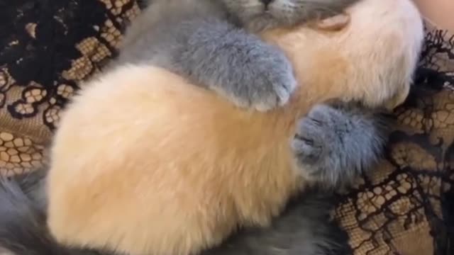 A toddler puppy understand mom of a cat