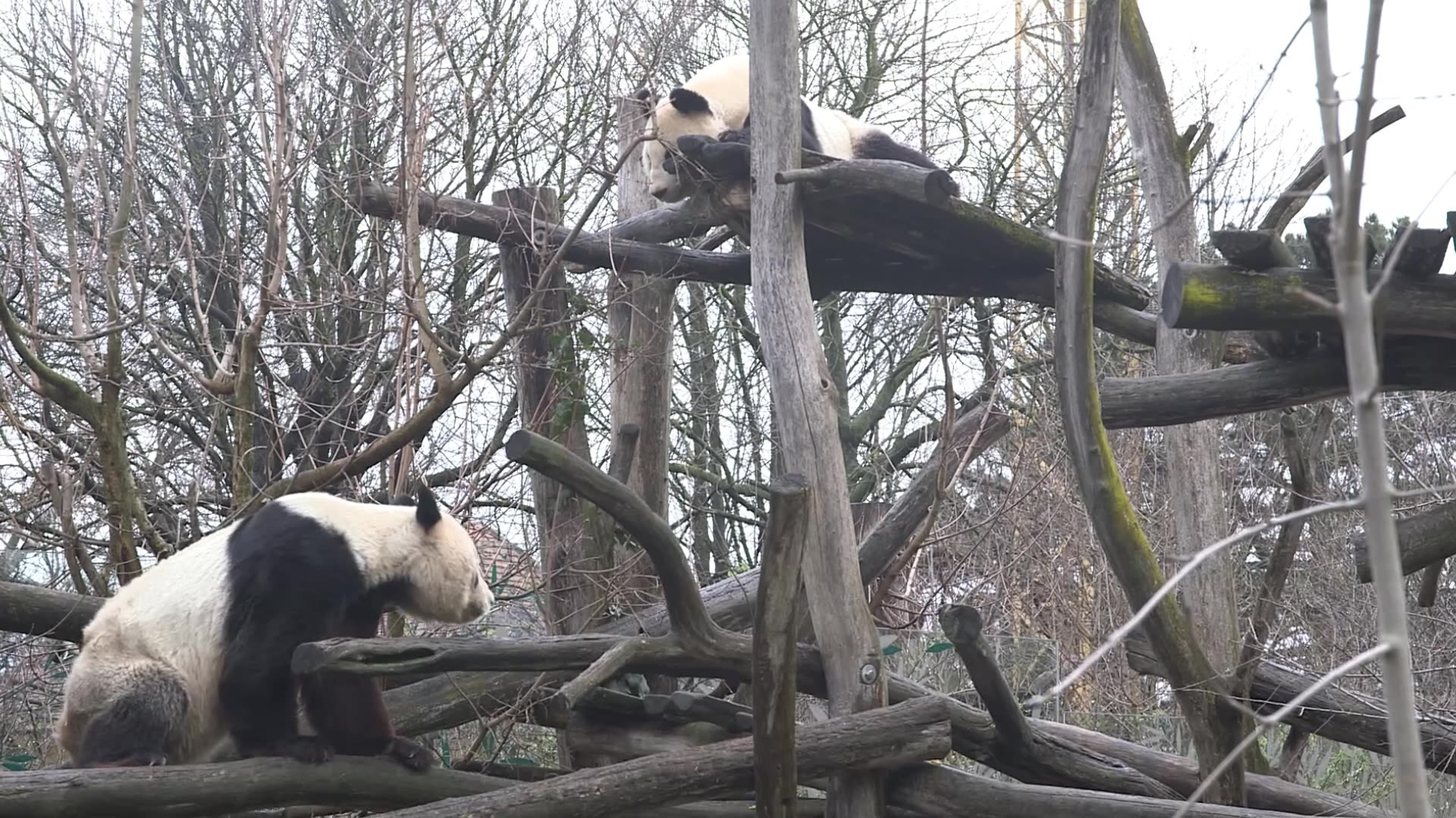 PAWS FOR CELEBRATION: Worlds Oldest Zoo Marks 20 Years Of Panda Conservation Efforts
