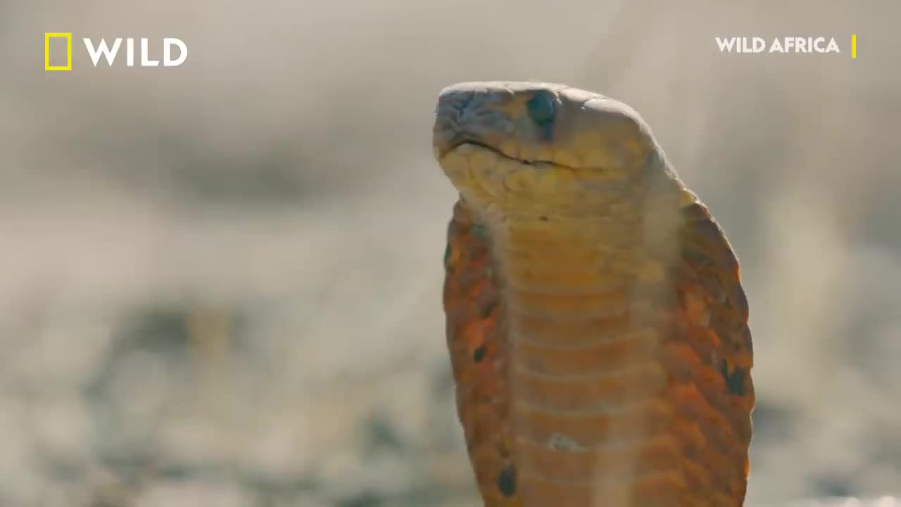 Cobra Vs. Meerkat | Wild Africa | National Geographic Wild