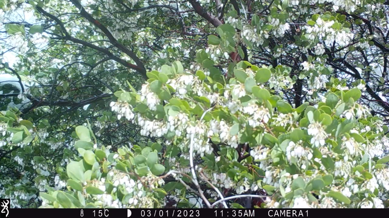 Colibri and Snow, March 1 2023