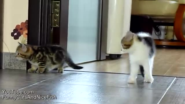 Compilation of fighting, dancing and playing Cute Kittens_Cut