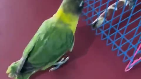 Smart parrot play