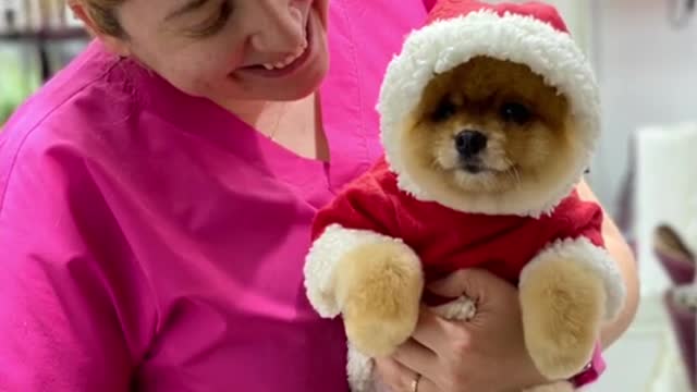 #puppycute #cutepuppy #cutedog #fyp